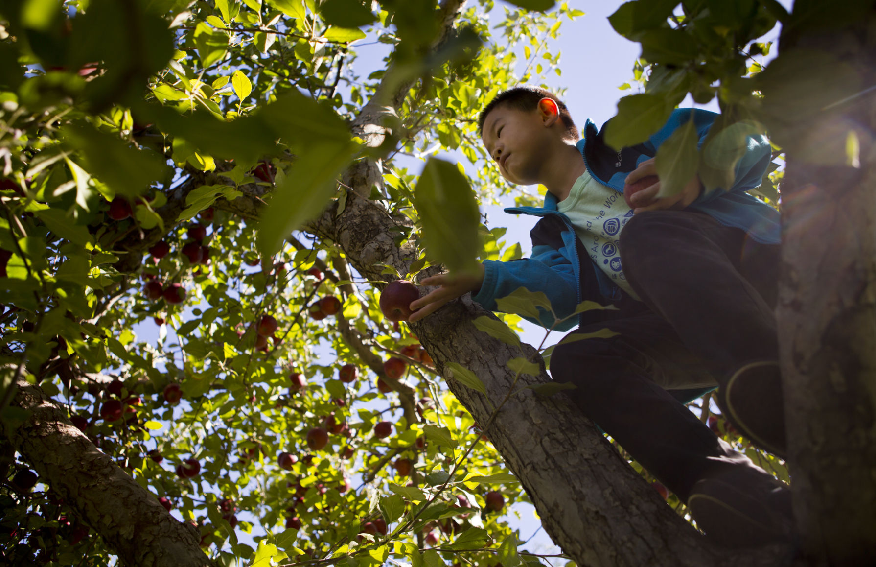 AppleJack Festival at Arbor Day Farm